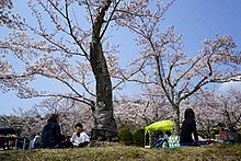 花見シーズンの摂津峡桜公園（大阪府高槻市）