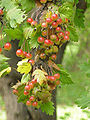 Malus florentina Meyveleri