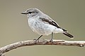 Hooded robin, female