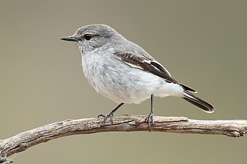 Female hooded robin