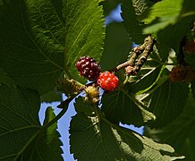 Morus nigra fruit.jpg