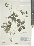 Afrofittonia silvestris-NMNH-14197049.jpg