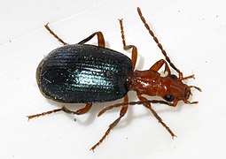 Brachinus-explodens-10-fws.jpg