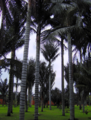 Ceroxylon quindiuense, nejvyšší palma světa
