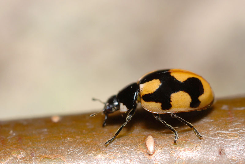 File:Coccinella hieroglyphica.jpg