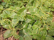 Dodder Forming a Net on its Host