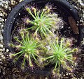 Drosera stelliflora