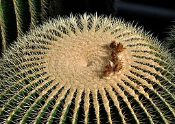 Echinocactus grusonii qtl1.jpg