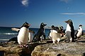 "Falkland_Islands_Penguins_73.jpg" by User:Überraschungsbilder