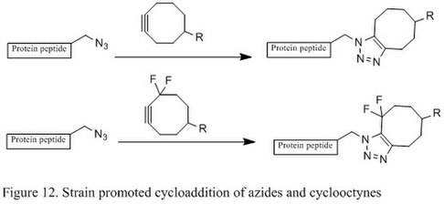 Figure 12. Strain promoted cycloaddition of azides and cyclooctynes.jpg