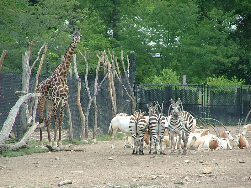 File:KC Zoo ^4 - Flickr - Trinity.jpg