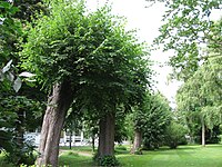 Kopflinden im Schlosspark Gifhorn