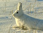 Lepus timidus