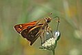 * Nomination Large skipper (Ochlodes sylvanus) male, Bulgaria --Charlesjsharp 13:24, 22 August 2017 (UTC) * Promotion Good quality. PumpkinSky 02:00, 26 August 2017 (UTC)