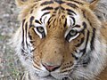 Tigers at Bannerghatta National Park