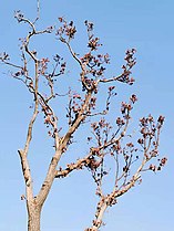 冬天的枝頭枯葉 Dead leaves in winter