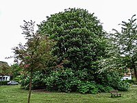 Kastanie (Aesculus hippocastanum)