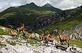 Ibexes in the Bernese Alps