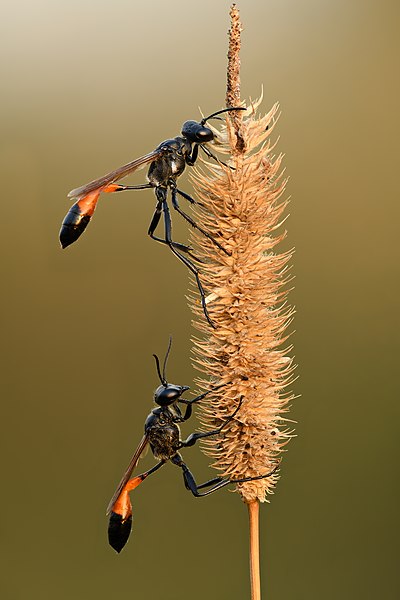 File:Ammophila pubescens (two) - Kulna.jpg