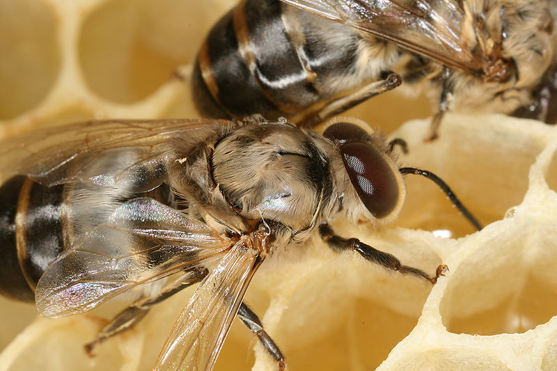 File:Apis mellifera carnica drone postnatal 2.jpg