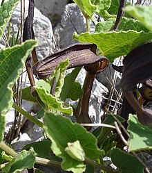 Aristolochia pistolochia2.jpg