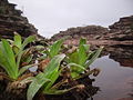 Vegetação no rio da cachoeira