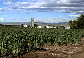 Corn growing in Larimer County