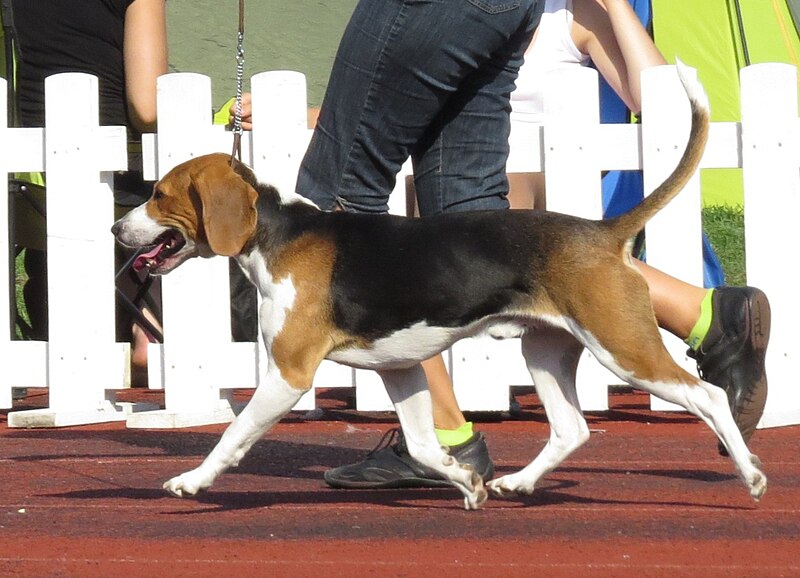 File:Estonian Hound.JPG