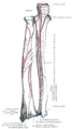 Radio e ulna, vista posteriore (braccio sinistro)