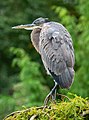 Image 51Great blue heron in Green-Wood Cemetery