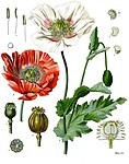 Papaver somniferum — Мак опийный