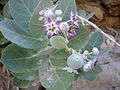 Inflorescence, Oman