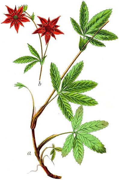 File:Potentilla palustris Sturm20.jpg