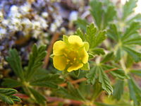 Potentilla argentea