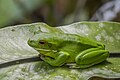 * Nomination White-lipped tree frog (Nyctimystes infrafrenatus) --Charlesjsharp 11:43, 3 January 2024 (UTC) * Promotion  Support Good quality. --Plozessor 13:40, 3 January 2024 (UTC)