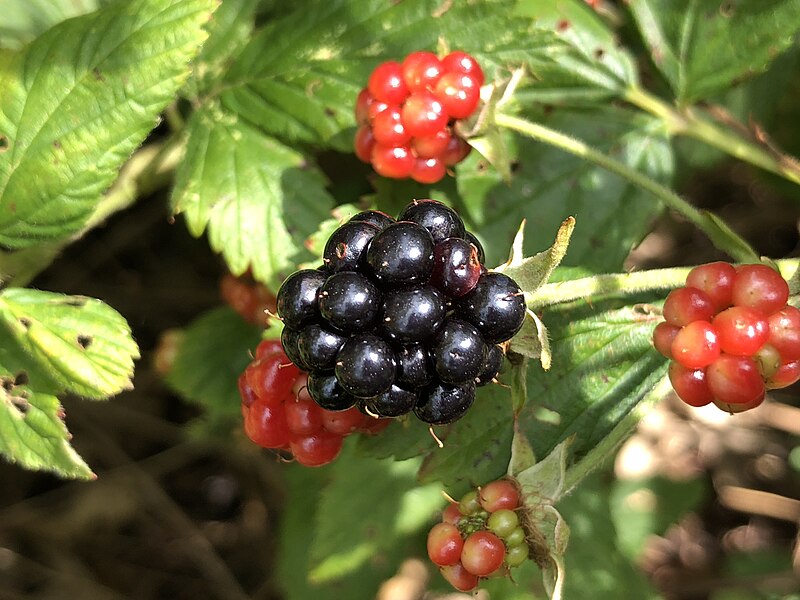 File:2021-07-10 12 18 14 Ripening blackberries along a walking path in the Franklin Farm section of Oak Hill, Fairfax County, Virginia.jpg