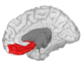 Medial orbitofrontal cortex, inner slice view