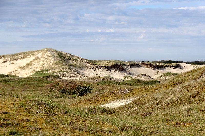 File:Nationalpark Niedersächsisches Wattenmeer - Norderney - Dünenlandschaft (10).jpg