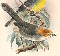 Atlapetes rufigenis Keulemans - high res.jpg