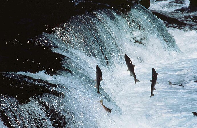 salmon going up waterfall