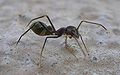 ant mimic spider