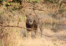 Lion d'Asie au Parc National de la forêt de Gir.