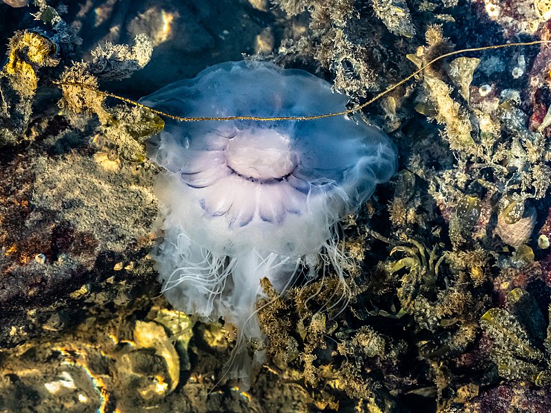 File:Blue jellyfish in Brofjorden at Sandvik 49.jpg