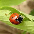 Septyntaškė boružė (Coccinella septempunctata)