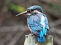 Common kingfisher