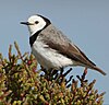 Male White-fronted Chat, Orielton Lagoon