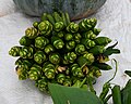 * Nomination: Local ginger flowers for sale by the roadside. Sasatgre, West Garo Hills --Tagooty 00:44, 31 October 2024 (UTC) * * Review needed