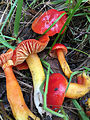 Hygrocybe splendidissima