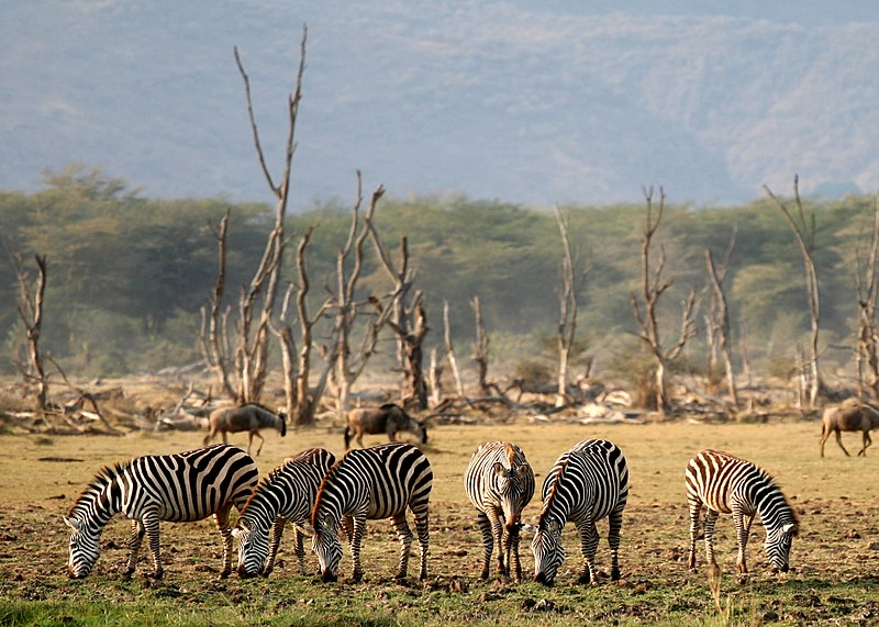 File:Lake Manyara Wildlife.jpg