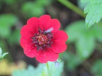 Potentilla atrosanguinea